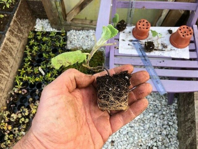 CLARY SAGE x 3 Pack - 5/7cm JUMBO Plug Plants For Sale