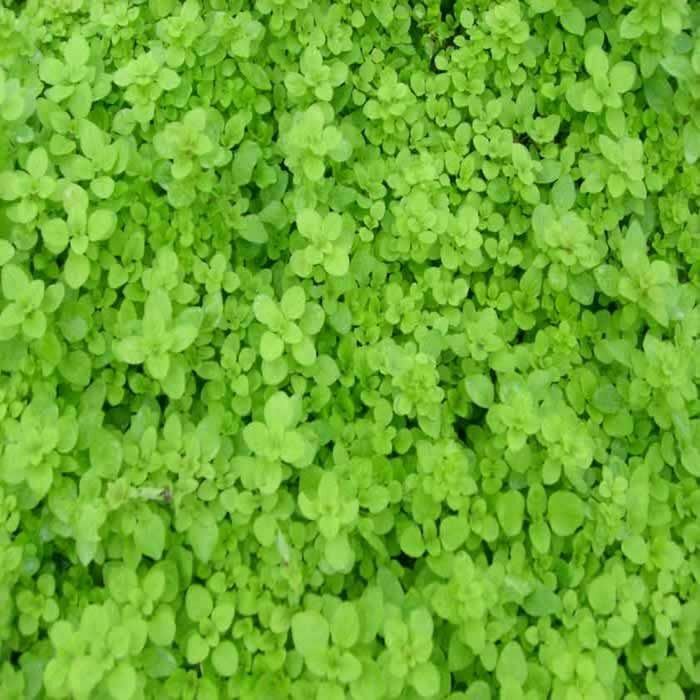 Marjoram Golden x 5 Pack - 5cm Plug Plants For Sale