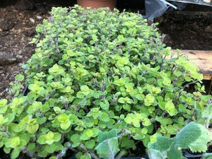 Marjoram Golden x 5 Pack - 5cm Plug Plants For Sale