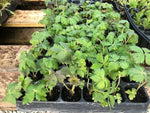 Trollius 'Golden Queen' x 5 Pack - 5cm Plug Plants For Sale