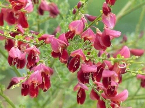 Broom 'Maria Burkwood' x 3 Pack - 5/7cm JUMBO Plug Plants For Sale