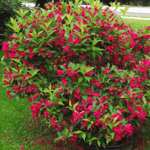 Weigela 'Red Prince' x 3 - 7cm JUMBO Plug Plants For Sale