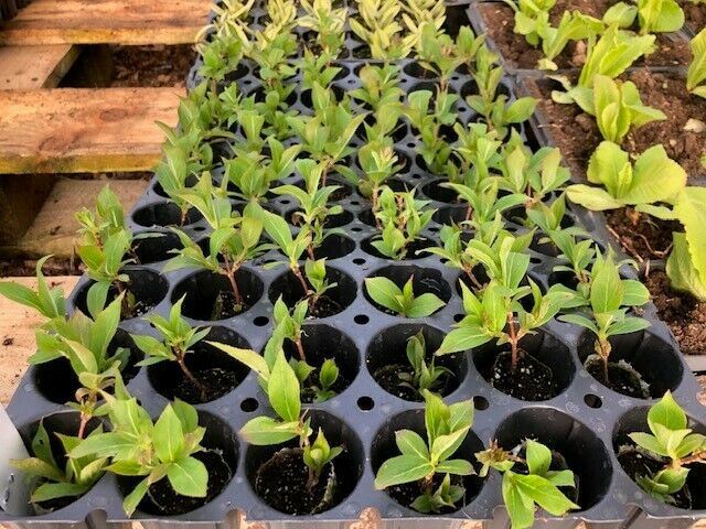 Weigela 'Red Prince' x 3 - 7cm JUMBO Plug Plants For Sale