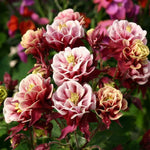 Aquilegia 'Winky Wooh' x 3 Pack - 5/7cm JUMBO Plug Plants For Sale