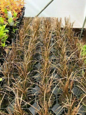 Carex 'Buchananii' x 3 Pack - 5/7cm JUMBO Plug Plants For Sale