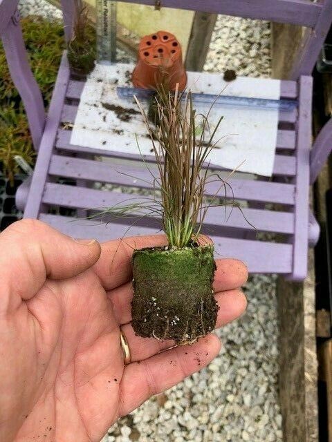 Carex 'Buchananii' x 3 Pack - 5/7cm JUMBO Plug Plants For Sale