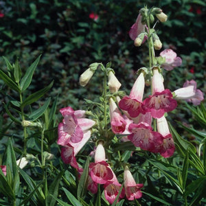 Penstemon 'Flamingo' x 3 Pack - 7cm Plants For Sale