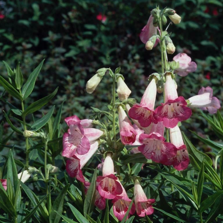 Penstemon 'Flamingo' 5 Pack - 5/5cm JUMBO Plug Plants For Sale