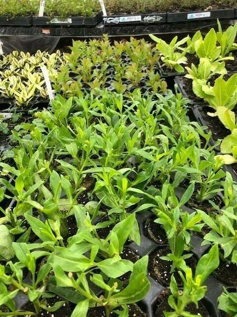 Penstemon 'Flamingo' 5 Pack - 5/5cm JUMBO Plug Plants For Sale