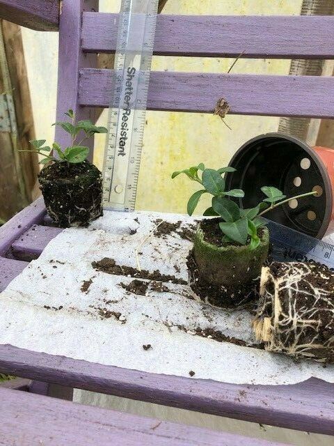 Vinca minor 'Bowles Purple' x 3 Pack - 5/7cm JUMBO Plug Plants For Sale