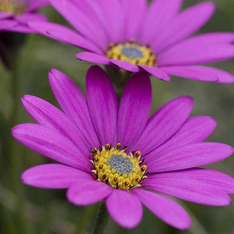 Osteospermum 'In The Pink’ x 5 Pack - 5/5cm JUMBO Plug Plants For Sale