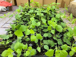 Salvia 'Hot Lips' x 3 Pack - 5/7cm JUMBO Plug Plants For Sale