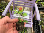 Salvia 'Hot Lips' x 3 Pack - 5/7cm JUMBO Plug Plants For Sale