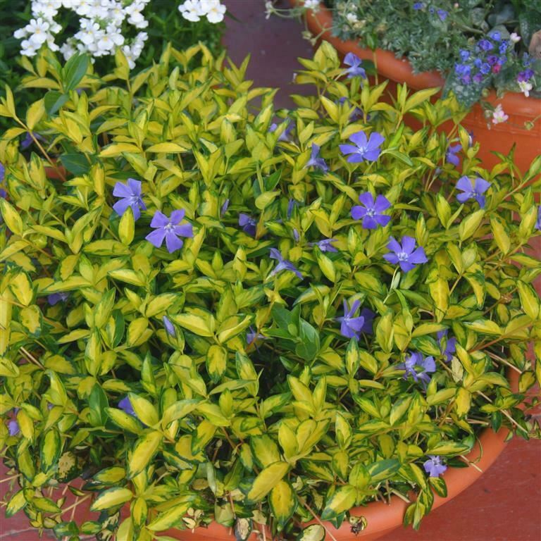 Vinca minor 'Illumination'- Pack of 5 - Jumbo Plug Plants - FREE Delivery