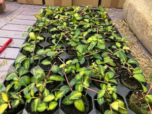 Vinca minor 'Illumination'- Pack of 5 - Jumbo Plug Plants - FREE Delivery