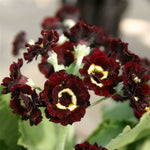 Primula auricula 'Black Jack' x 3 Pack - 5/7cm JUMBO Plug Plants For Sale