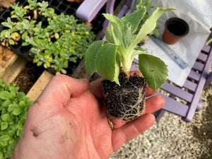 Primula auricula 'Black Jack' x 3 Pack - 5/7cm JUMBO Plug Plants For Sale