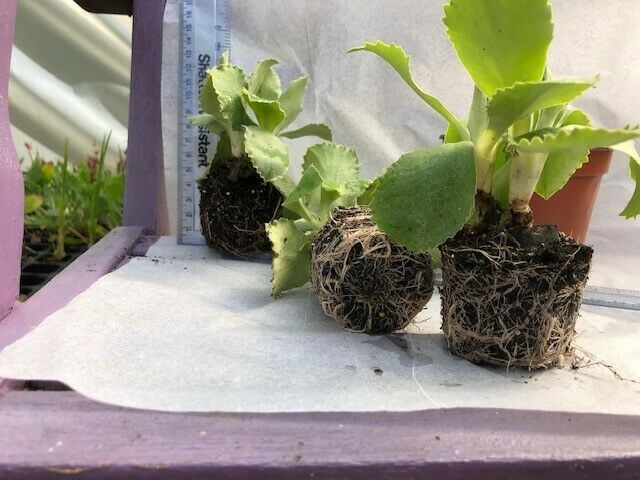 Primula auricula 'Black Jack' x 3 Pack - 5/7cm JUMBO Plug Plants For Sale