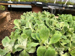 Primula auricula 'Black Jack' x 3 Pack - 5/7cm JUMBO Plug Plants For Sale