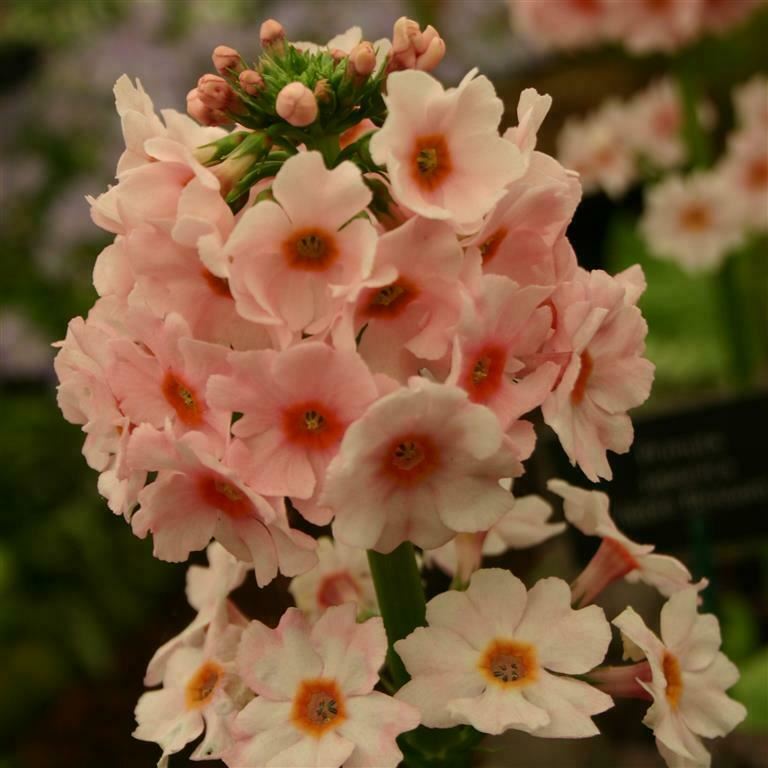 Primula japonica Apple Blossom 5 Pack - 5/5cm JUMBO Plug Plants For Sale FREE P&P