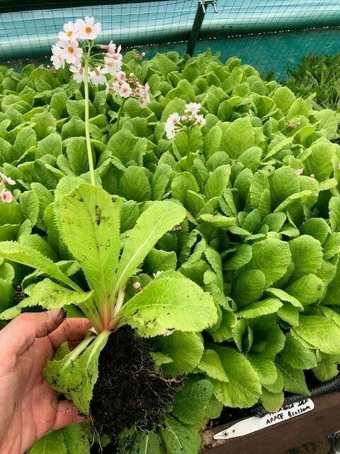 Primula japonica 'Apple Blossom' 5 Pack - 5/5cm JUMBO Plug Plants For Sale