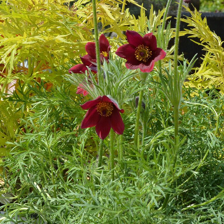 Pulsatilla vulgaris 'Red Bells' x 3 Pack - 5/7cm JUMBO Plug Plants For Sale