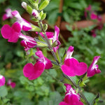 Salvia Greggii 'Cherry Lips' x 3 Pack - 5/7cm JUMBO Plug Plants For Sale