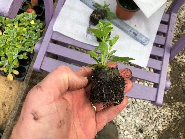 Salvia Greggii 'Cherry Lips' x 3 Pack - 5/7cm JUMBO Plug Plants For Sale