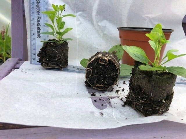 Salvia Greggii 'Cherry Lips' x 3 Pack - 5/7cm JUMBO Plug Plants For Sale