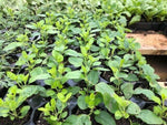 Salvia Greggii 'Cherry Lips' x 3 Pack - 5/7cm JUMBO Plug Plants For Sale