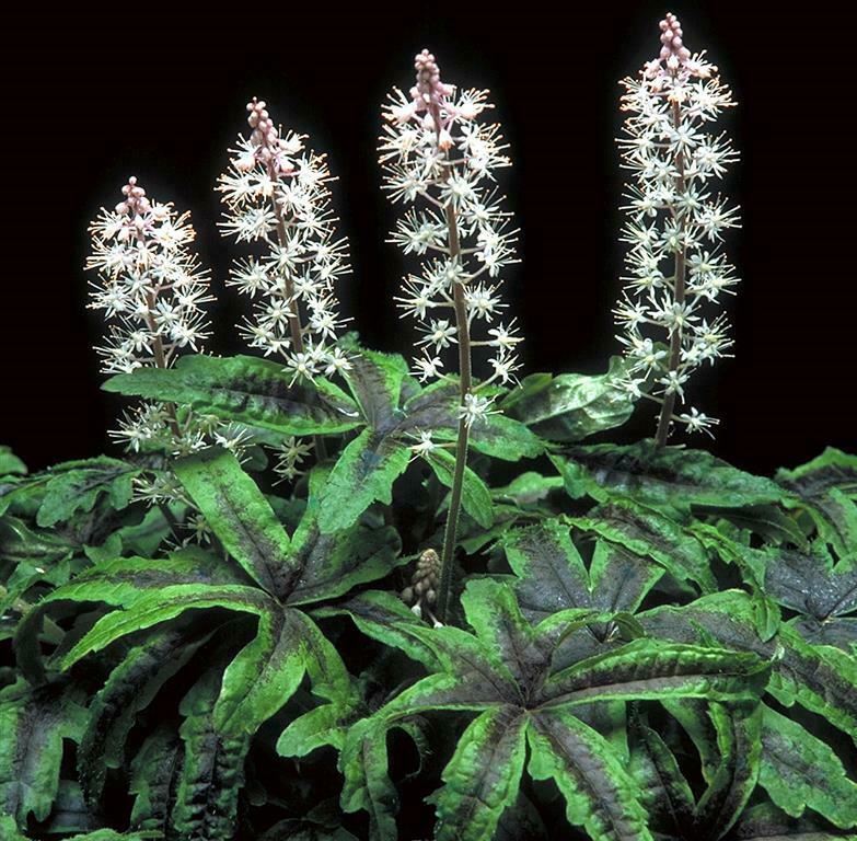 Tiarella 'Iron Butterfly' x 5 Pack - 5/5cm JUMBO Plug Plants For Sale