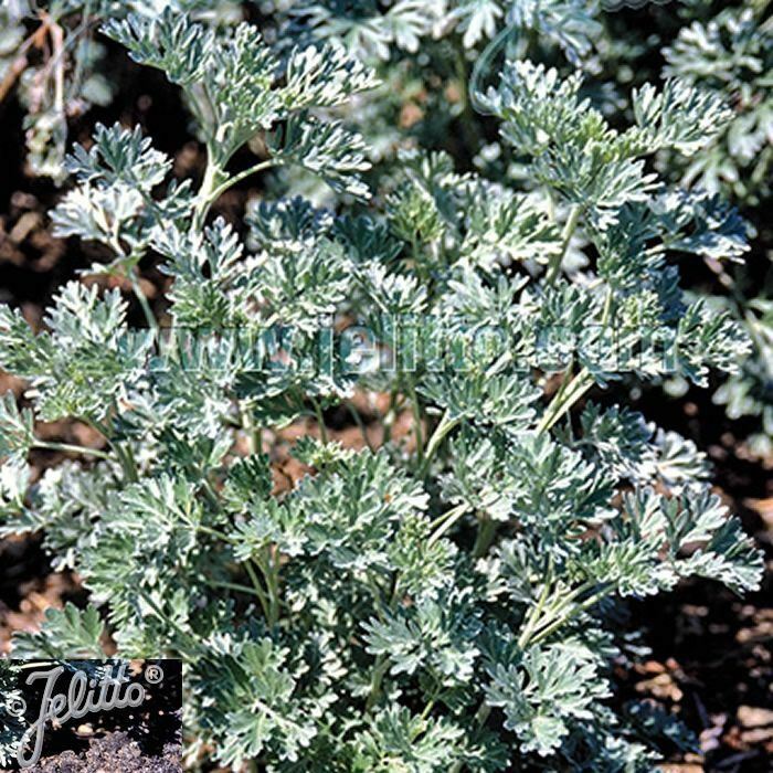 Wormwood (Artemisia) x 3 Pack - 5/7cm JUMBO Plug Plants For Sale