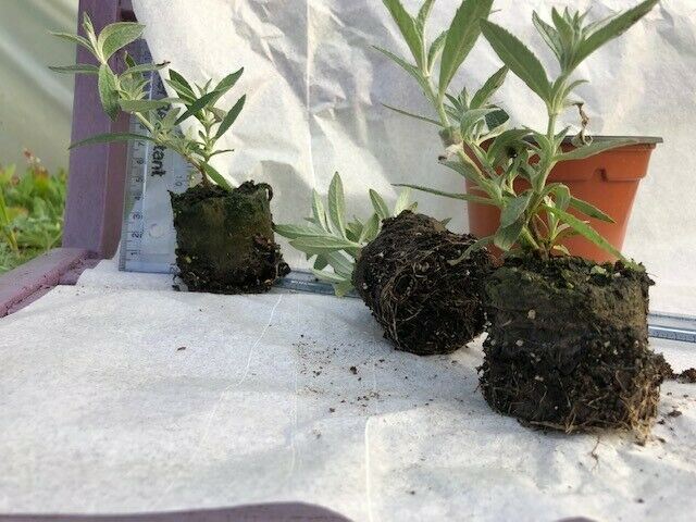 Buddleja Buzz 'Candy Pink' x 3 Pack - 5/7cm JUMBO Plug Plants For Sale