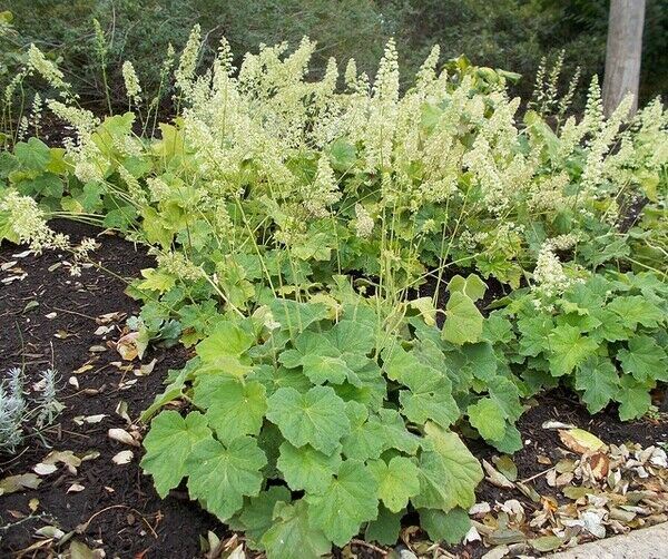 Heuchera 'Autumn Bride' x 3 Pack - 5/7cm JUMBO Plug Plants For Sale