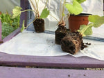 Heuchera 'Autumn Bride' x 3 Pack - 5/7cm JUMBO Plug Plants For Sale