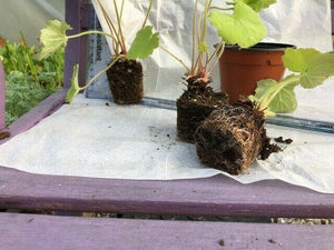 Heuchera 'Autumn Bride' x 3 Pack - 5/7cm JUMBO Plug Plants For Sale