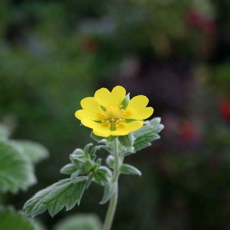 Potentilla 'Golden Starlit' x 3 Pack - 5/7cm JUMBO Plug Plants For Sale