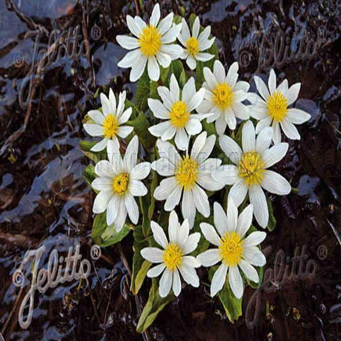 CALTHA 'Mountain Marigold' x 3 Pack - 5/7cm JUMBO Plug Plants For Sale