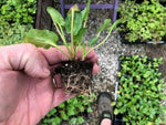 CALTHA 'Mountain Marigold' x 3 Pack - 5/7cm JUMBO Plug Plants For Sale