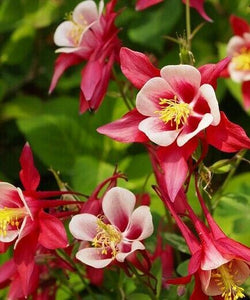 Aquilegia 'Crimson Star' x 3 Pack - 5/7cm JUMBO Plug Plants For Sale