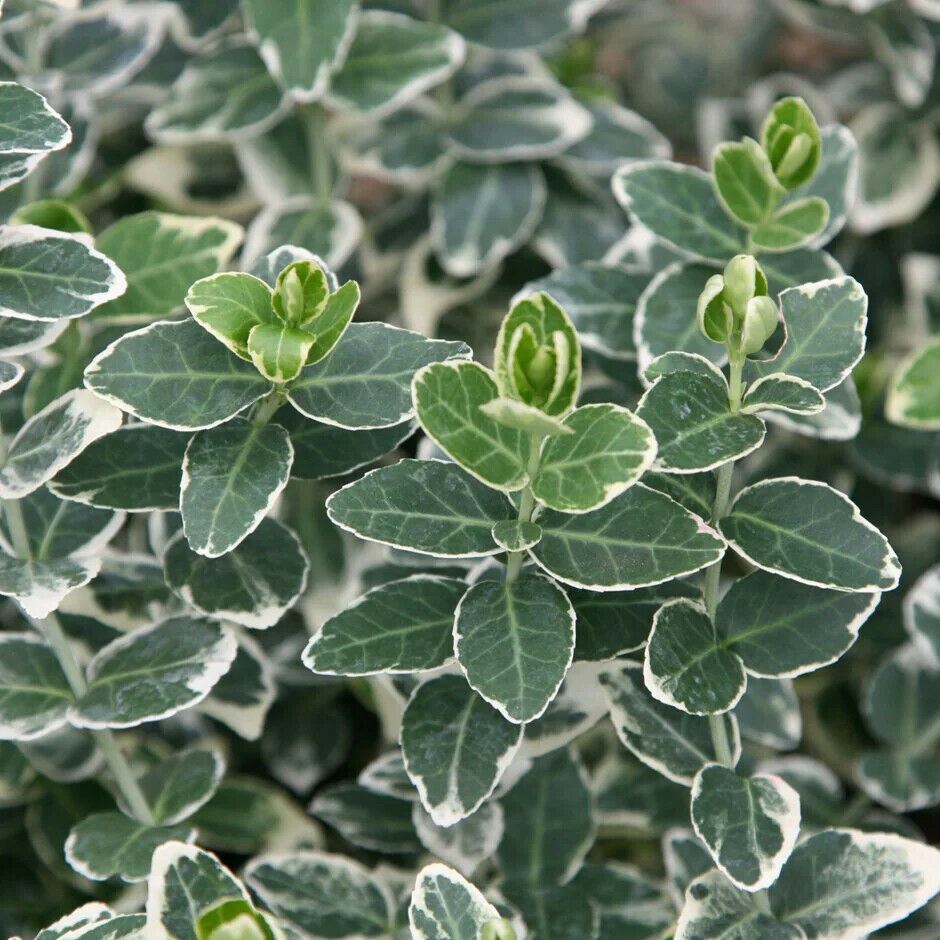 Euonymus 'Emerald Gaiety' x 5 Pack - 5cm Plug Plants For Sale