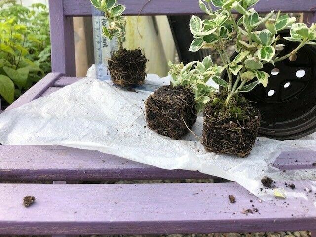 Euonymus 'Emerald Gaiety' x 3 Pack - 7cm JUMBO Plug Plants For Sale