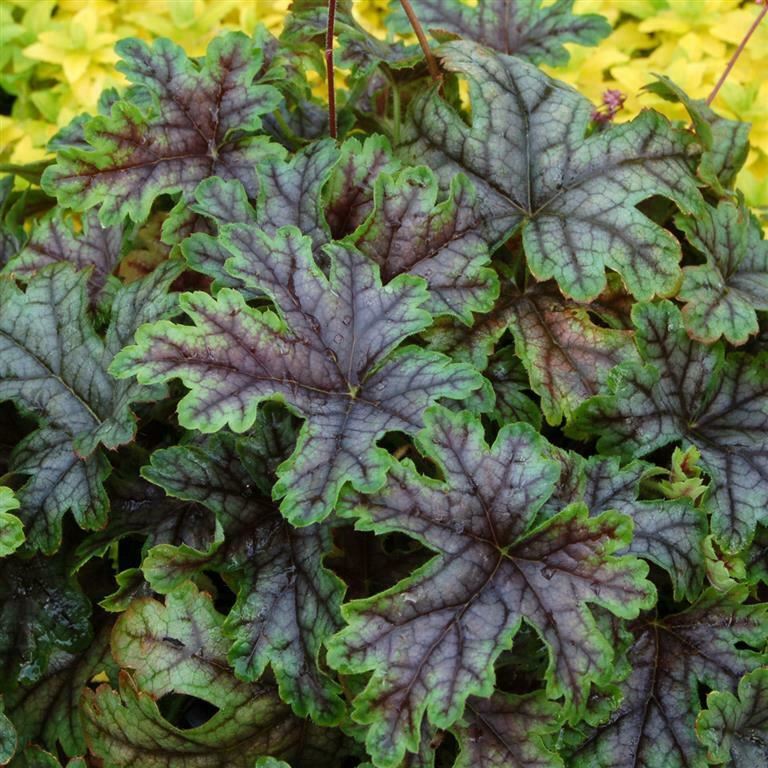 Heucherella 'Tapestry' x 3 Pack - 5/7cm JUMBO Plug Plants For Sale