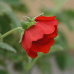 Potentilla 'Scarlet Starlit' x 3 Pack - 5/7cm JUMBO Plug Plants For Sale