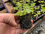 Potentilla 'Scarlet Starlit' x 3 Pack - 5/7cm JUMBO Plug Plants For Sale