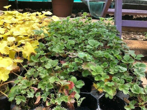 Potentilla 'Scarlet Starlit' x 3 Pack - 5/7cm JUMBO Plug Plants For Sale