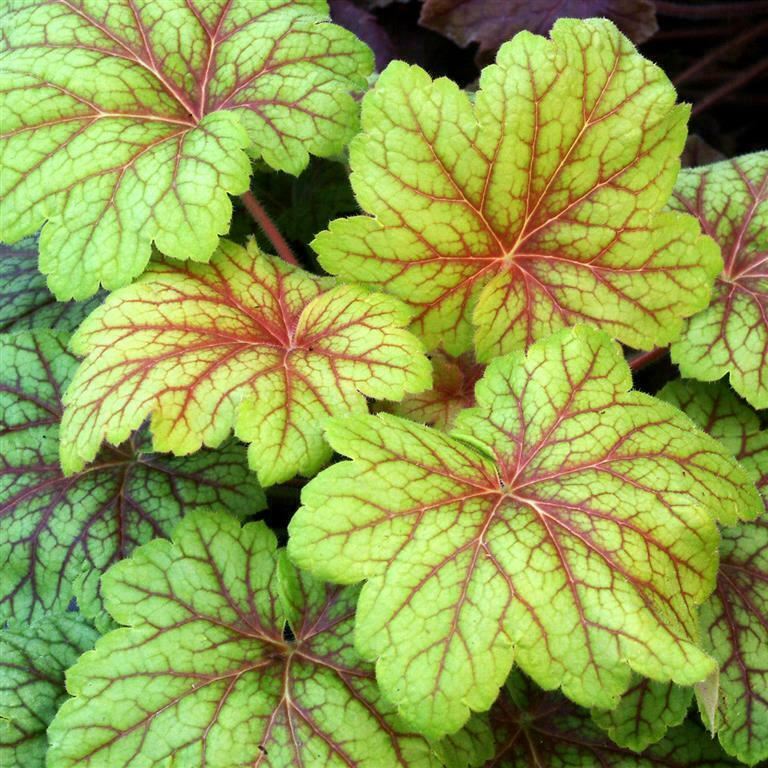 Heuchera 'Electric Lime' x 3 Pack - 7cm Plants For Sale