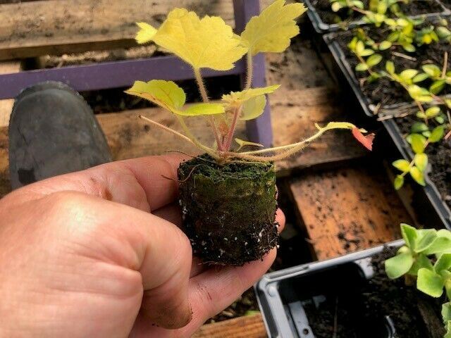 Heuchera 'Electric Lime' x 3 Pack - 7cm Plants For Sale