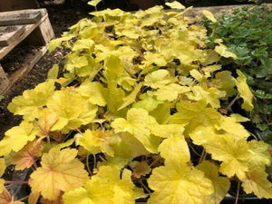 Heuchera 'Electric Lime' x 3 Pack - 7cm Plants For Sale