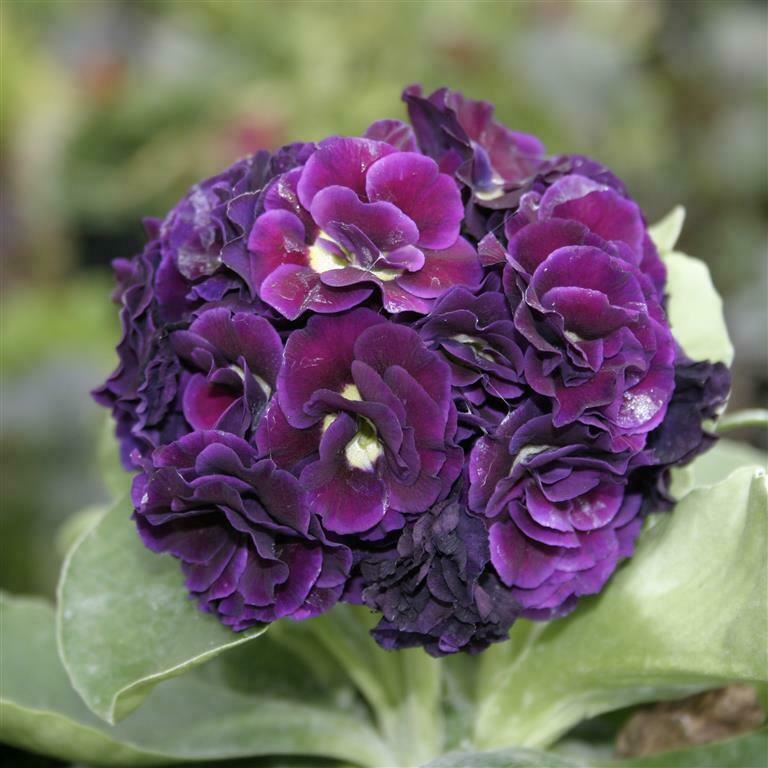 Primula auricula 'Purple Pip' x 3 Pack - 5/7cm JUMBO Plug Plants For Sale